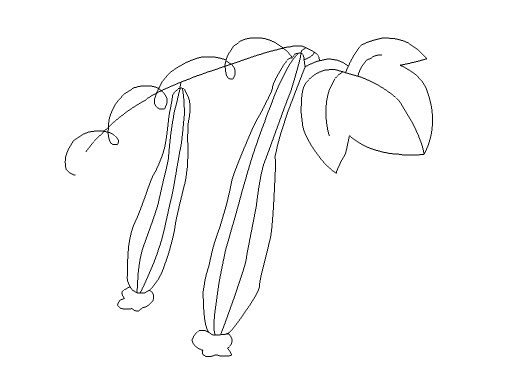 Flash绘制丝瓜图案的操作流程