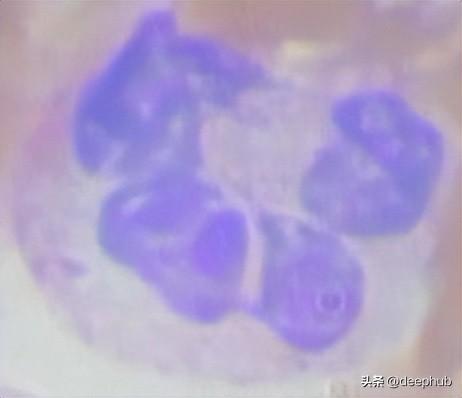 浅析细胞图像数据的主动学习