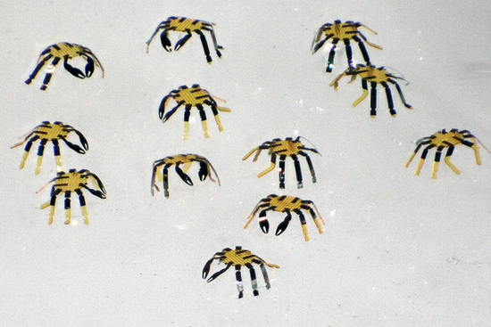 科学家展示世界上有史以来超小的“螃蟹”遥控步行机器人,体积比跳蚤还小