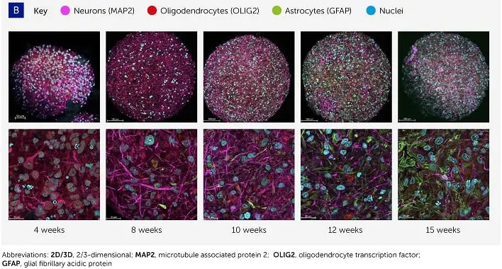 科学家提出“类器官智能”OI 概念：由人脑细胞驱动的生物计算机，比 AI 更智能