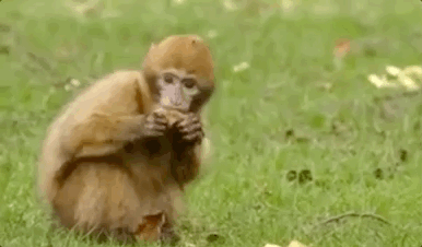 一句话就能魔改视频主角，谷歌新「AI导演」惊呆网友：这画质也太赞了