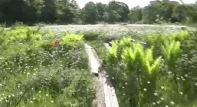 一句话就能魔改视频主角，谷歌新「AI导演」惊呆网友：这画质也太赞了