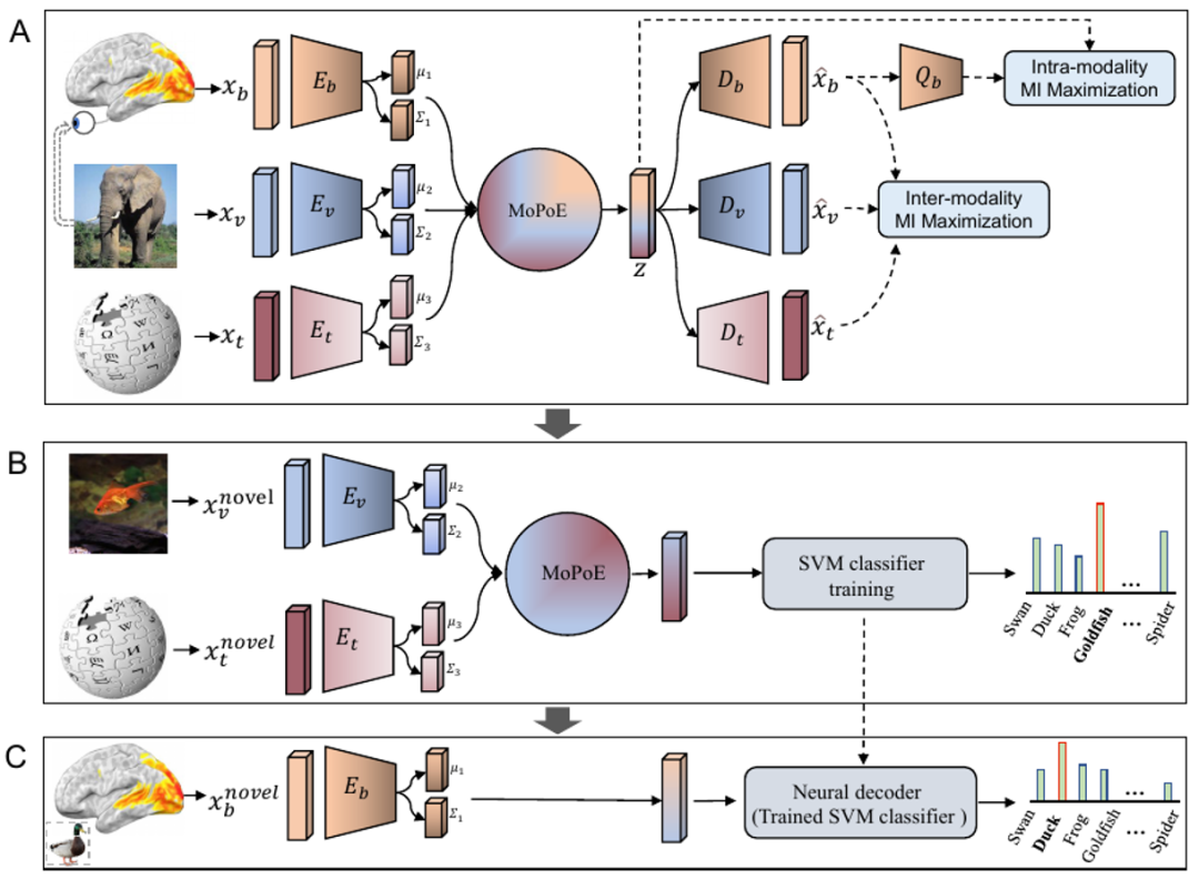 中科院自动化所研发多模态学习模型用于无创解码大脑信号语义
