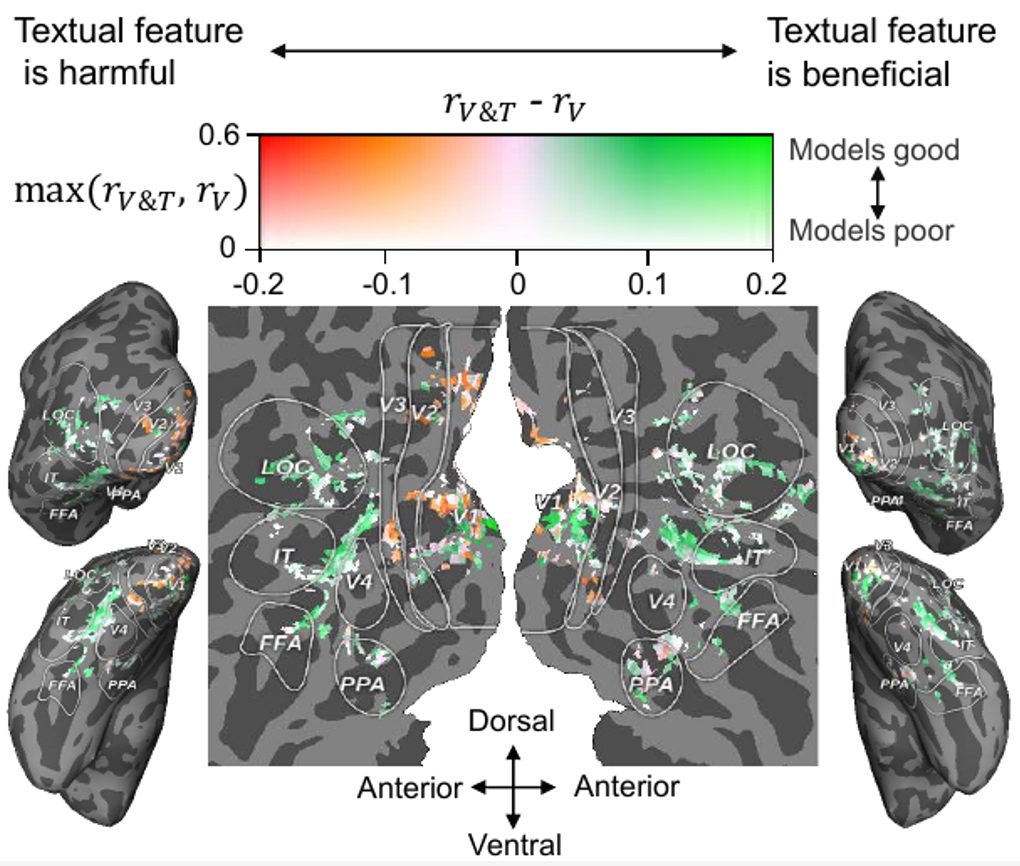 中科院自动化所研发多模态学习模型用于无创解码大脑信号语义
