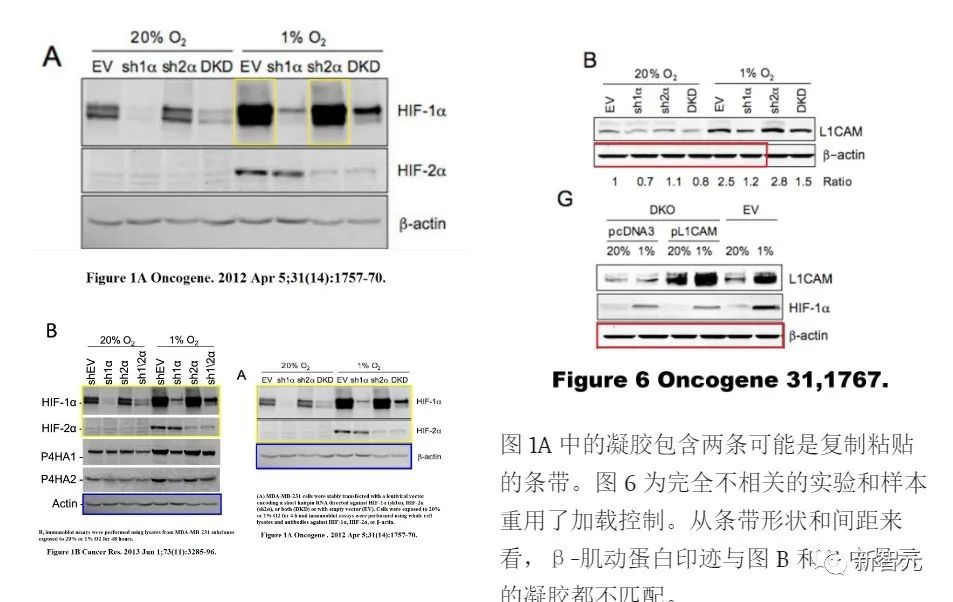 专治「图片误用」！Elsevier、Nature等顶刊用AI揪出作弊科学家