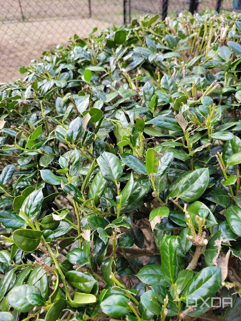 S21-main-camera-2-768x1024-1