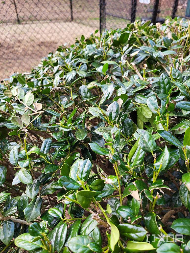 S21-FE-main-camera-2-768x1024-1