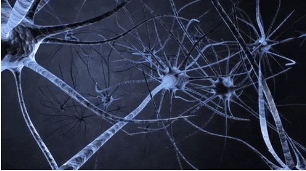 Science重磅封面：中国团队发布全球首个脑再生图谱！