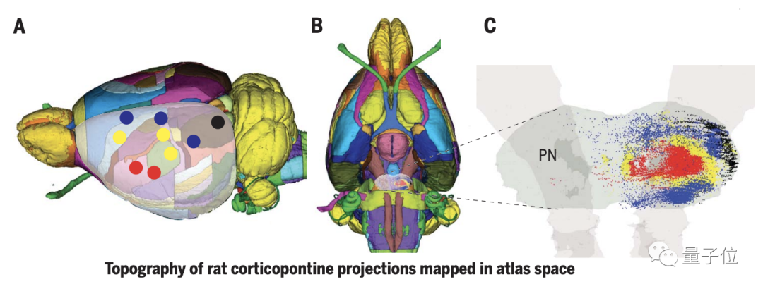 大脑分区不是功能关键！Science封面4文连发：智慧从脑区间连接中诞生