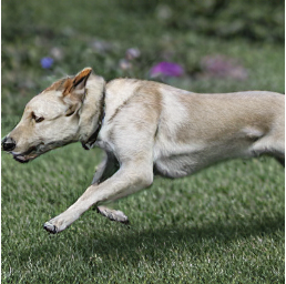 EasyNLP中文文图生成模型带你秒变艺术家