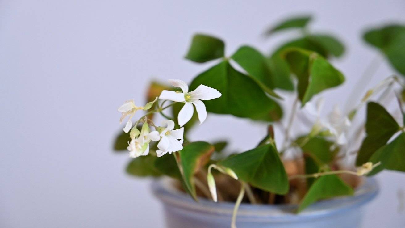 如何使用 iPhone 相机识别植物和花卉