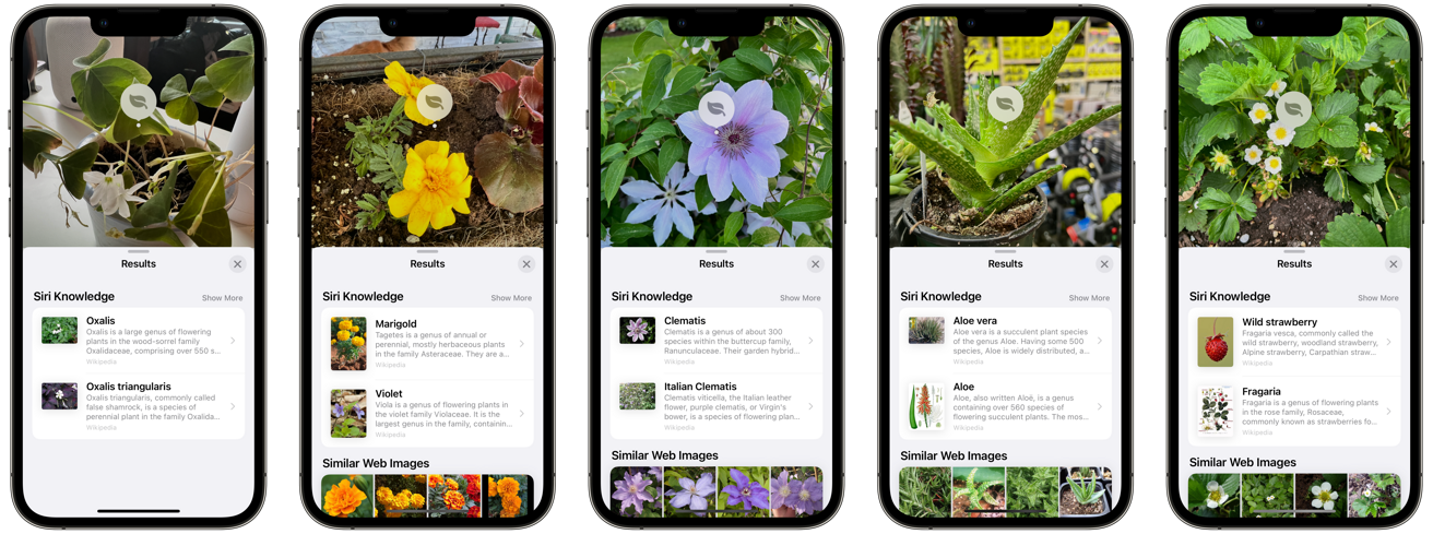 如何使用 iPhone 相机识别植物和花卉
