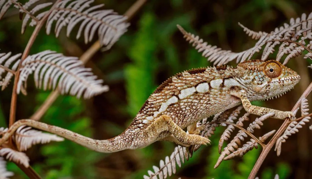 为什么人工智能对生物技术至关重要?