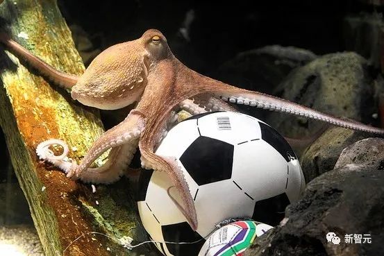 AI模型告诉你，为啥巴西最可能在今年夺冠！曾精准预测前两届冠军