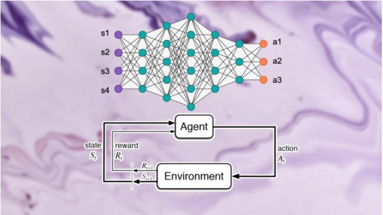 研究表明强化学习模型容易受到成员推理攻击