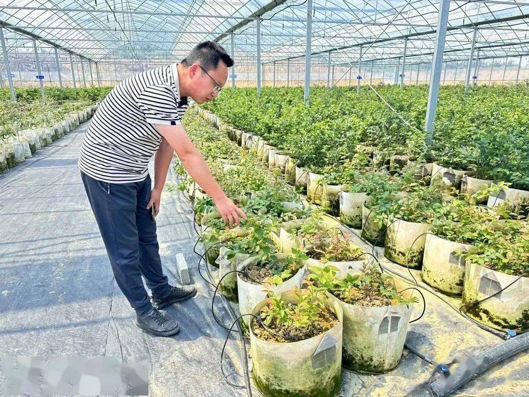 池州这个种植基地运用5G物联网技术一人能管一千亩地!