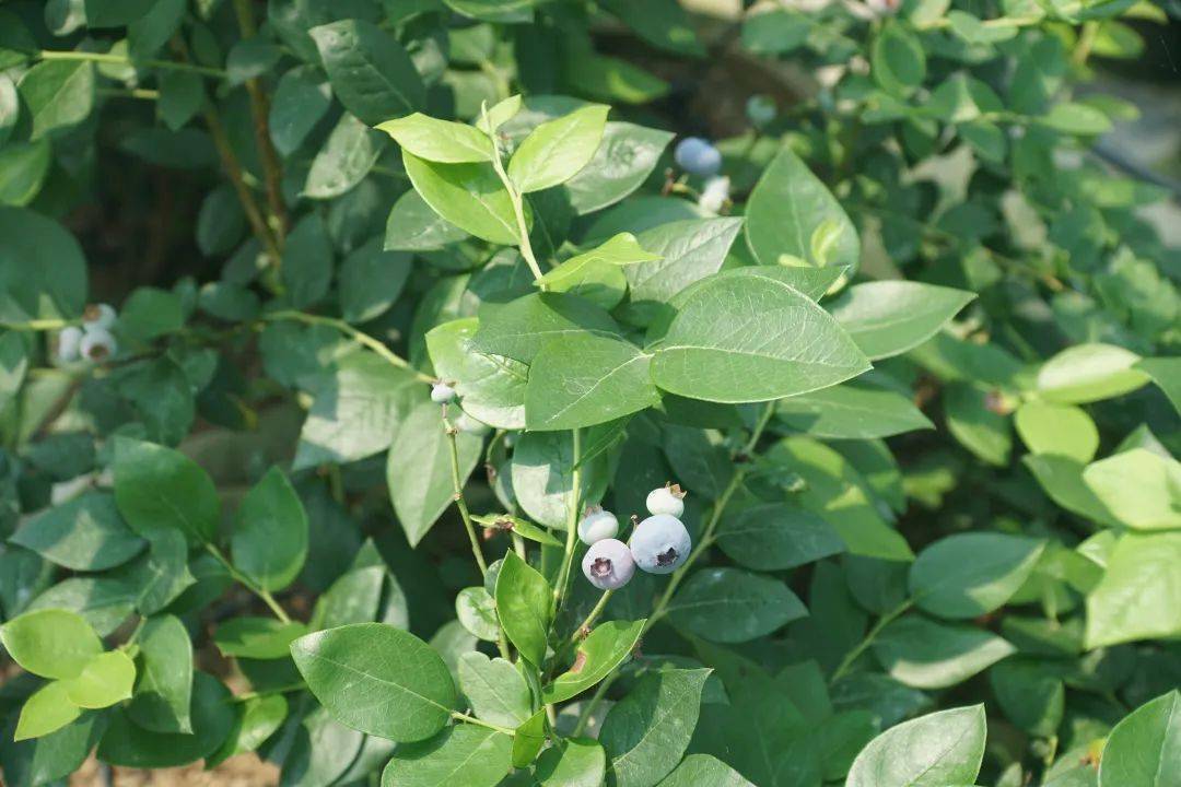 池州这个种植基地运用5G物联网技术一人能管一千亩地!