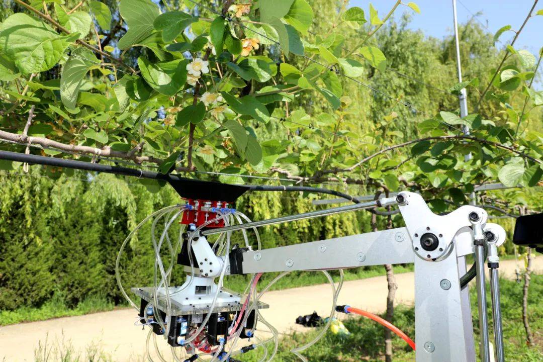 授粉机长“鹰眼”，西农大这台猕猴桃机器人真厉害！