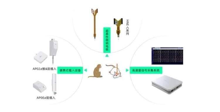 打造世界级产业生态链!这家新一代脑机接口企业落户浦东