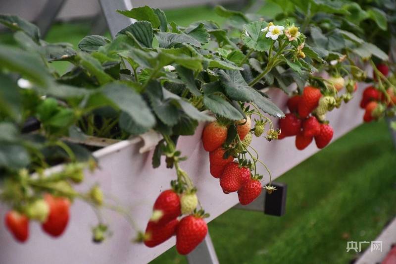 南昌红谷滩区:“元宇宙”种菜 数字赋能织出乡村振兴“智富梦”