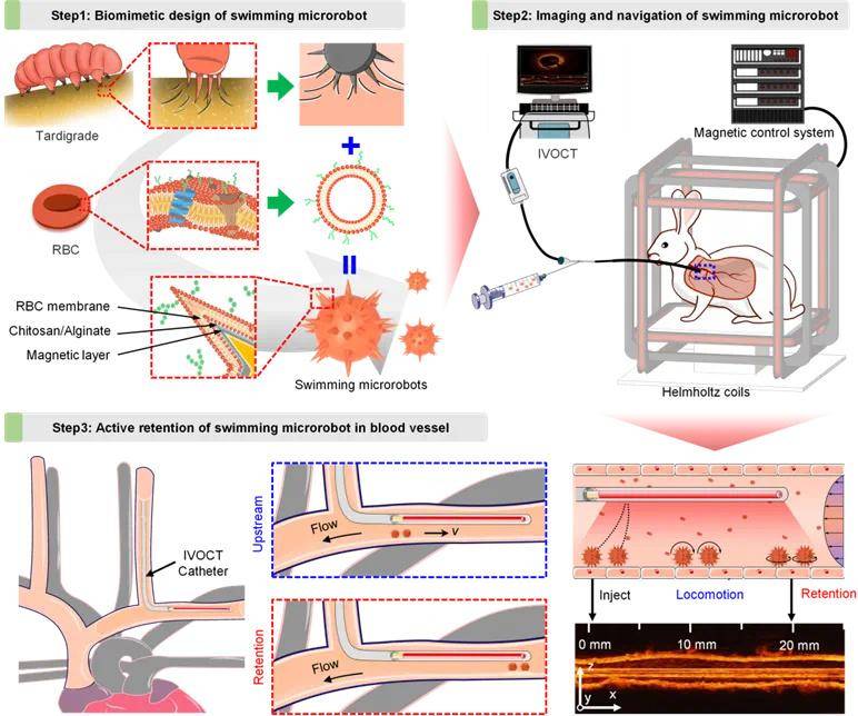 哈尔滨工业大学联合开发！微纳机器人在血液里“跑得快”“停得住”