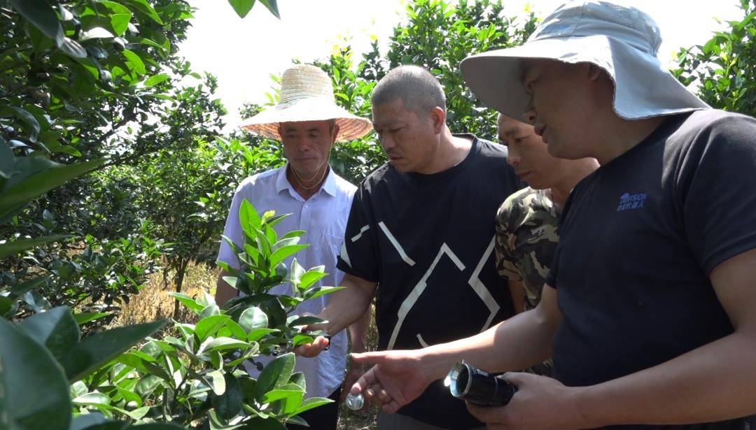 江永：无人机植保飞出乡村振兴“新高度”
