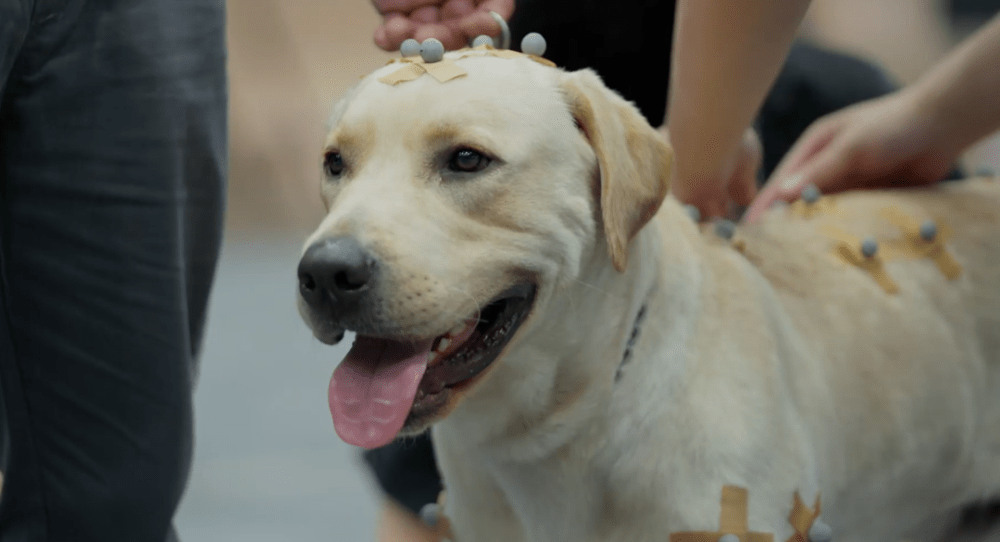 腾讯自主研发机器狗 Max 升级,可“奔跑跳跃”完成避障动作