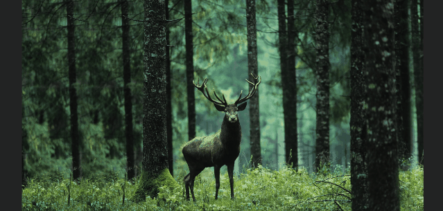 PS AI修图免费平替来了！Stability AI又放大招，核弹级更新一键扩图