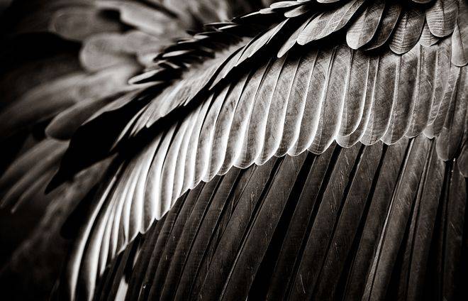 海尔智家物联网大梦，三翼鸟为何难成大业