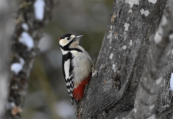尼康发布神器：180-600mm镜头，￥12499，拍鸟利器！