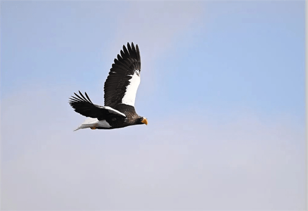 尼康发布神器：180-600mm镜头，￥12499，拍鸟利器！