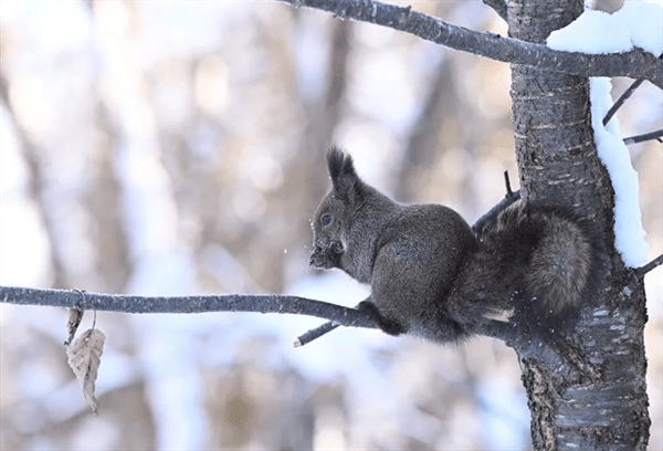 尼康发布神器：180-600mm镜头，￥12499，拍鸟利器！