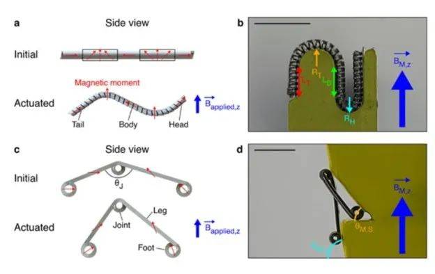 ​一次可造1000多个机器人！MIT赵选贺团队创新设计解决业界多年难题