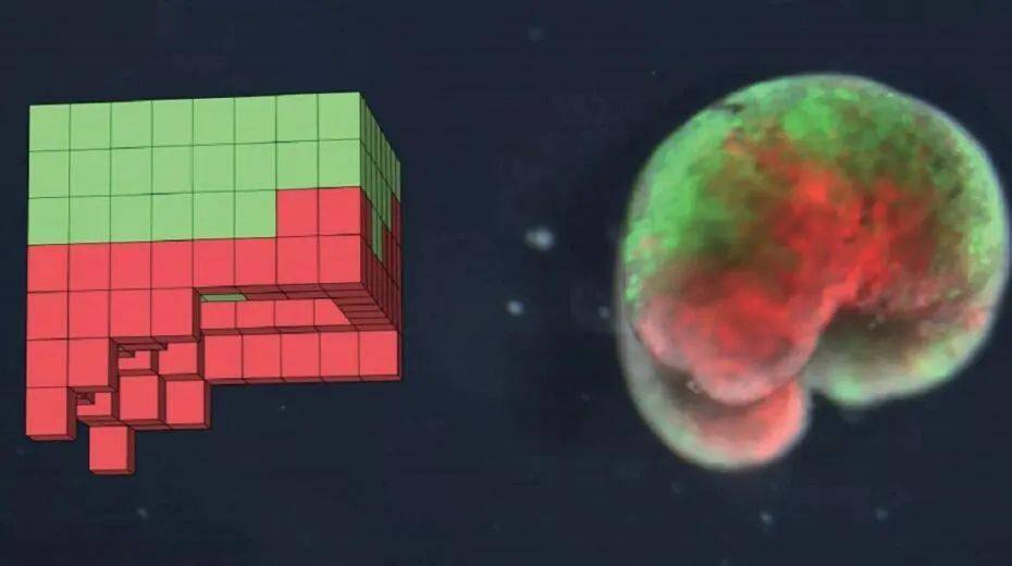 生命无限可能：活细胞在变身机器人中的神奇演化