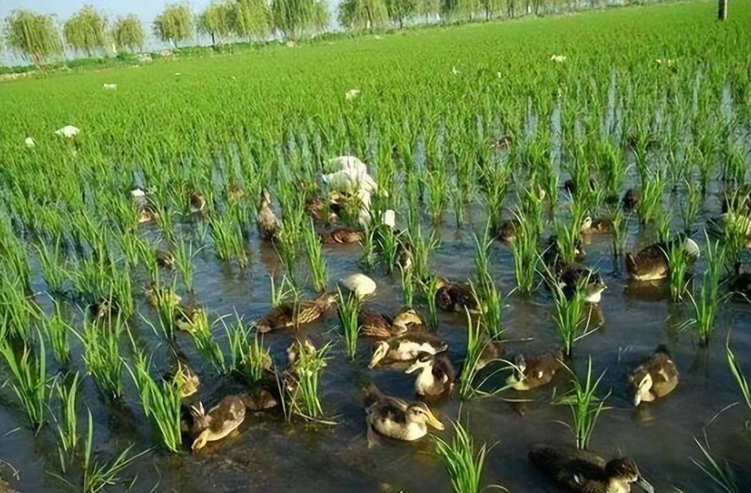 业内：种养结合成为农业主推技术；专家：人工智能是智慧农业新风口