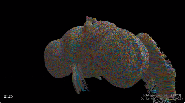 13万个注释神经元，5300万个突触，普林斯顿大学等发布首个完整「成年果蝇」大脑连接组