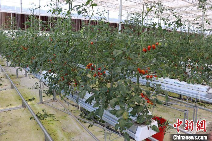 （高质量发展调研行）探访江西南昌元宇宙·VR数字农业示范基地 科技赋能数字农业