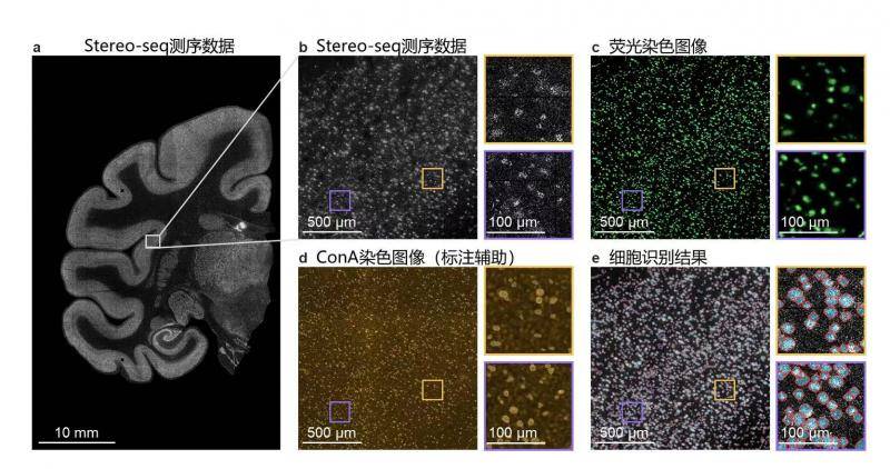 中国科学家发布猕猴大脑皮层单细胞空间分布图谱，腾讯AI lab等106人参与