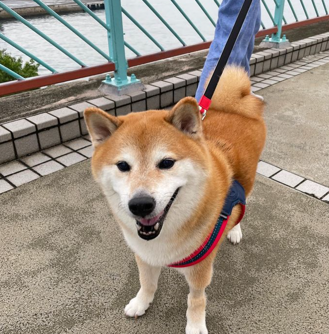 知名“废柴”表情包柴犬 Balltze 离世,主人:请记得它为这个世界带来的欢乐