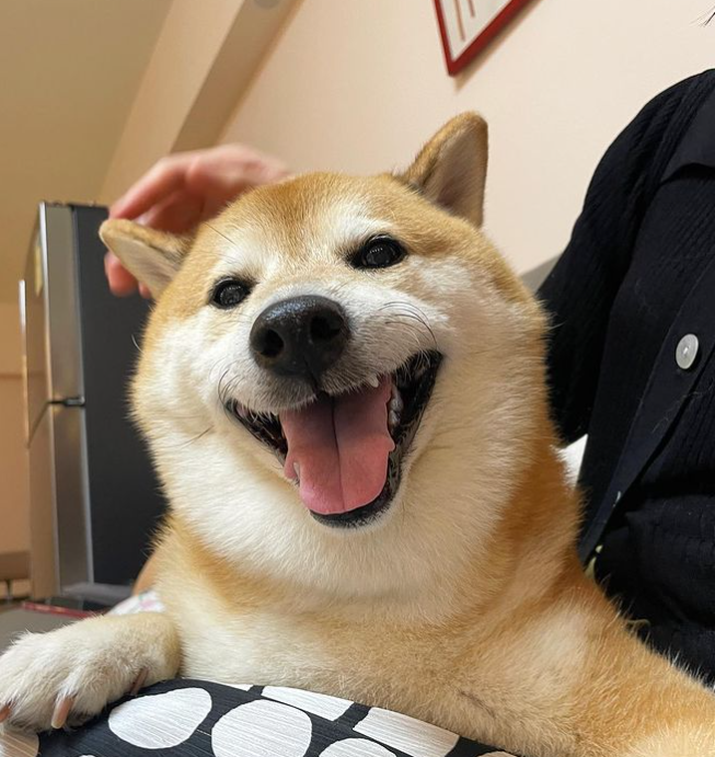 知名“废柴”表情包柴犬 Balltze 离世,主人:请记得它为这个世界带来的欢乐