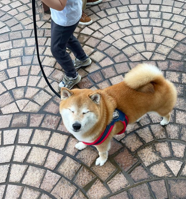 知名“废柴”表情包柴犬 Balltze 离世,主人:请记得它为这个世界带来的欢乐