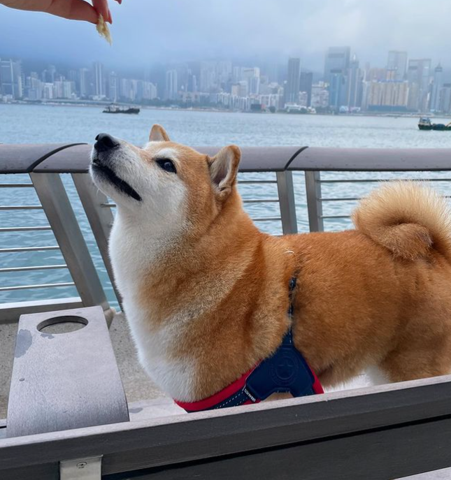 知名“废柴”表情包柴犬 Balltze 离世,主人:请记得它为这个世界带来的欢乐