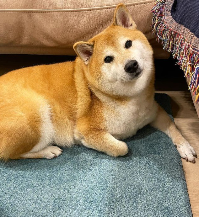 知名“废柴”表情包柴犬 Balltze 离世,主人:请记得它为这个世界带来的欢乐