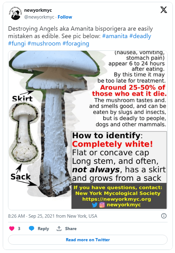 AI生成的蘑菇科普书籍存有致命错误,误食后果严重