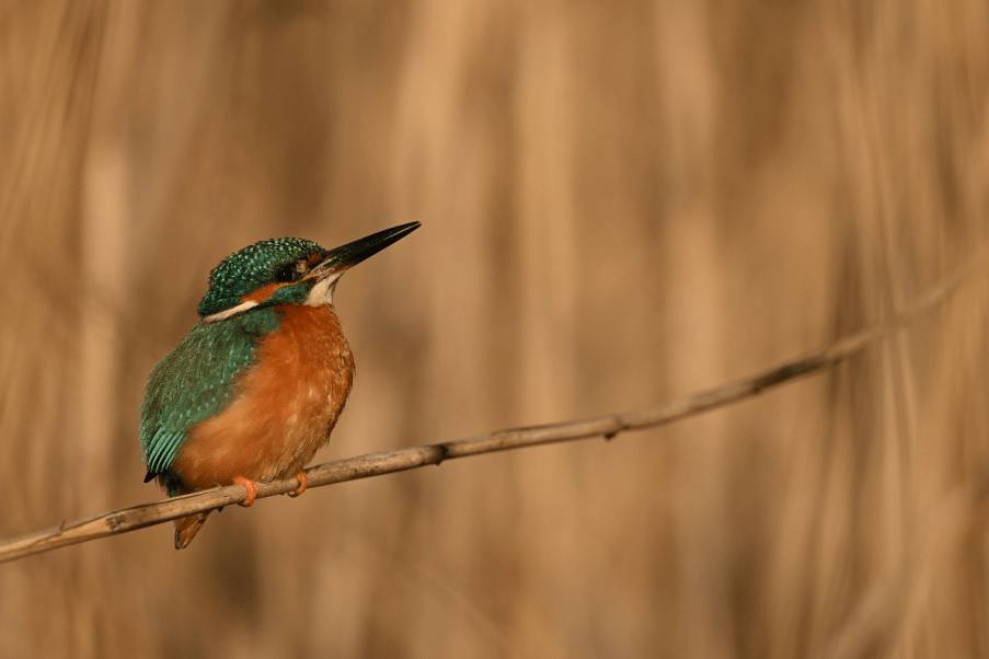 尼康尼克尔 Z 180-600mm f / 5.6-6.3 VR 镜头今日上市,售价12499 元
