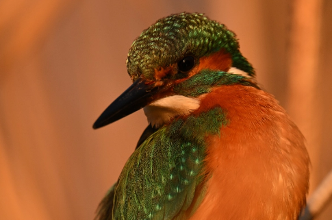 尼康推出Z系列新品：远近摄影利器180-600mm焦距镜头