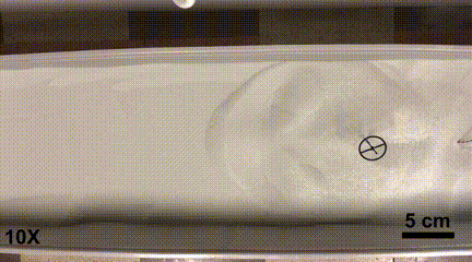 未来可能利用加州大学研发的海龟启发机器人进行太空探索