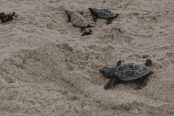 未来可能利用加州大学研发的海龟启发机器人进行太空探索