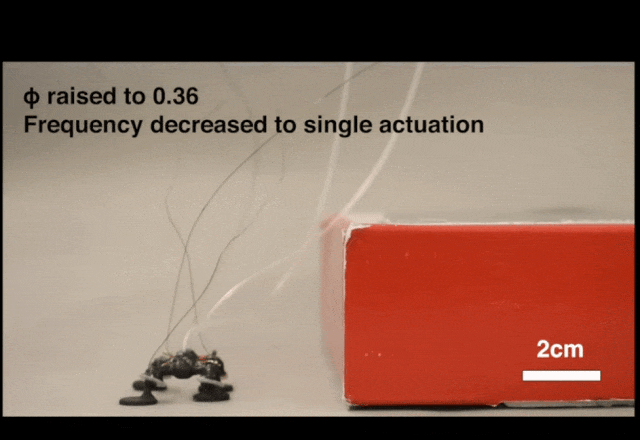 承载22倍于自身重量前行,垂直跳跃59厘米,用爆炸驱动的昆虫机器人来了