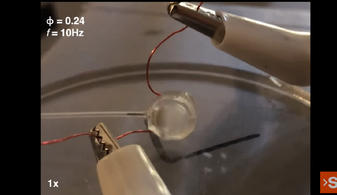 承载22倍于自身重量前行,垂直跳跃59厘米,用爆炸驱动的昆虫机器人来了